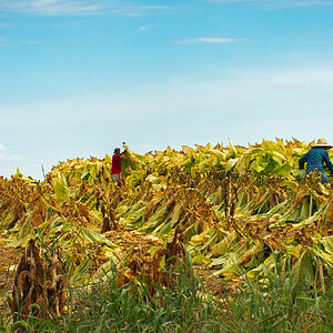 Cutting tobacco.jpg