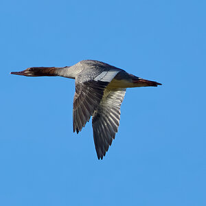 goosander 2025_1.jpg