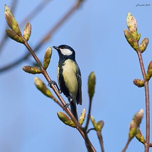 great tit 2025_13.jpg