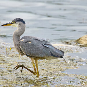 heron 2025 50.jpg