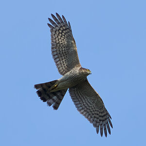 sparrow hawk 2025_3.jpg
