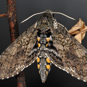 Tobacco-Hornworm-Moth-Picture-1334806275.jpg