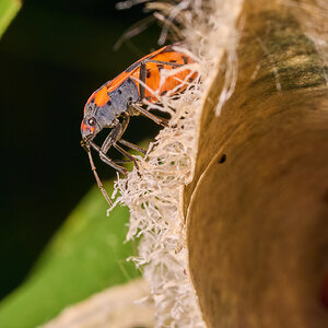 False Milkweed Bug - BCSP - 08302025 - 01.jpg