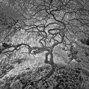DSC04186hylands.jpg