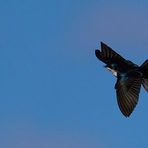 Tree Swallow Feeding - BCSP - 04122022 - 05-DN.jpg