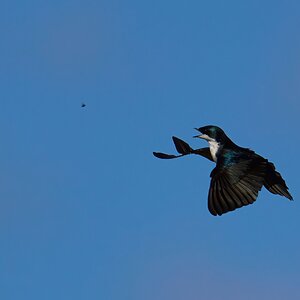 Tree Swallow Feeding - BCSP - 04122022 - 06-DN.jpg