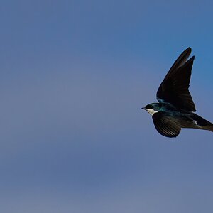 Tree Swallow Feeding - BCSP - 04122022 - 07-DN.jpg