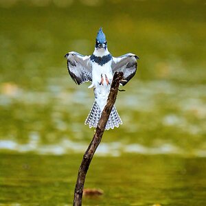 Belted Kingfisher - BCSP - 10162021 - 28-DN.jpg