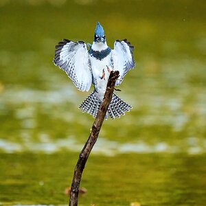 Belted Kingfisher - BCSP - 10162021 - 30-DN.jpg