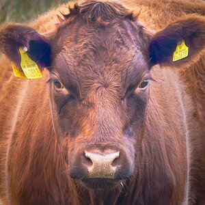 exmour cow-1.jpg