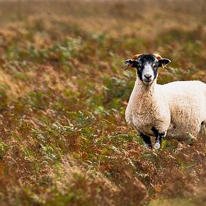 exmour ram-1.jpg
