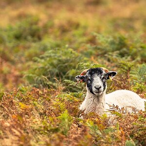 exmour ram-2.jpg