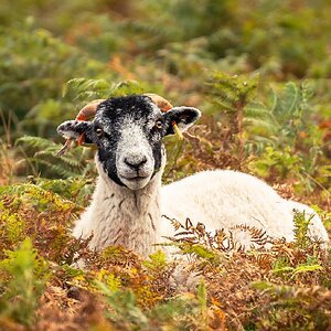 exmour ram-4.jpg
