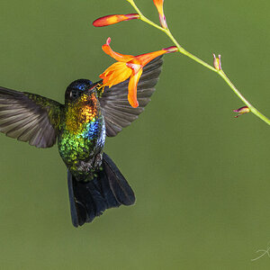 Fiery throated Hummingbird.jpg