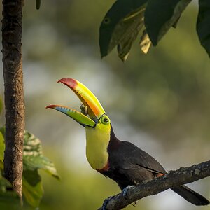 Instagram Keel-billed Toucan.jpg