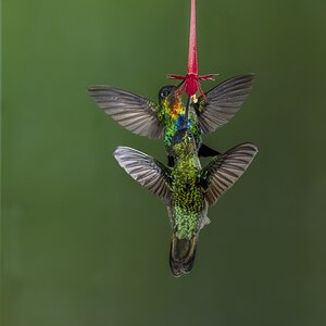 SM  2 hummingbirds.jpg