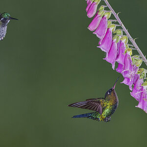Facebook 3 hummingbirds.jpg