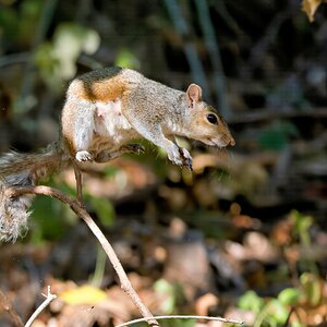 Leap2 SM.jpg