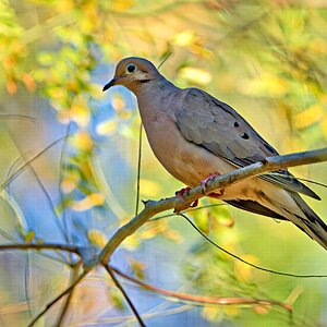Dove1 SM.jpg