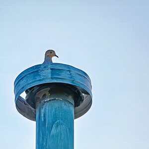 Dove2 SM.jpg