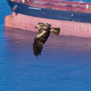 black kite 2025_2.jpg