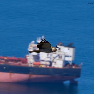 black kite 2025_4.jpg