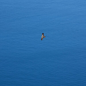 black kite 2025_7.jpg