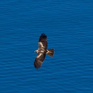 black kite 2025_6.jpg