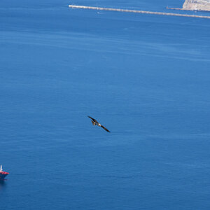 black kite 2025_8.jpg