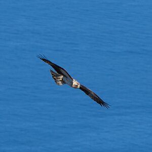 black kite 2025_9.jpg