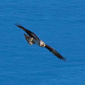 black kite 2025_10.jpg