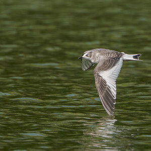 Sabine's-Gull_DSC2639-Edit.jpg