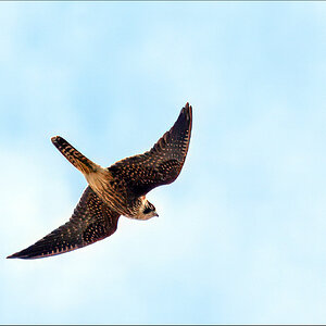 Hobby 1-r.jpg