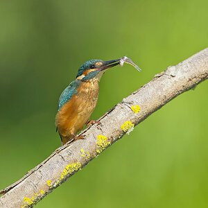 ILCE-1M2FE 600mm F4 GM OSS copy188.jpg