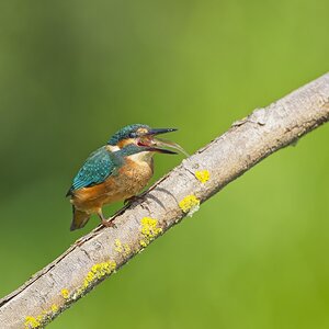 ILCE-1M2FE 600mm F4 GM OSS copy220.jpg