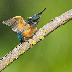 ILCE-1M2FE 600mm F4 GM OSS copy234.jpg