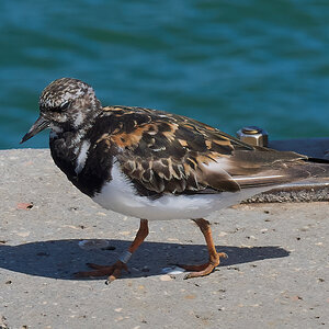 turnstone 2025.jpg