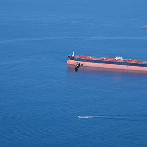 black kite 2025.jpg