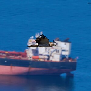 black kite 2025_5.jpg