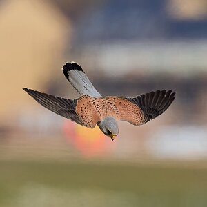 kestrel 2025 309.jpg