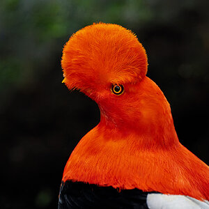 Andean-Cock-of-the-Rock-_DSC7050.jpg