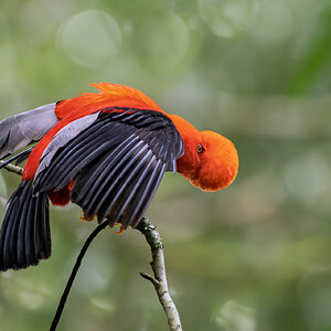 Andean-Cock-of-the-Rock-_DSC7423.jpg