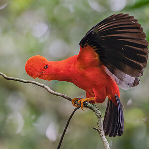 Andean-Cock-of-the-Rock-_DSC7589.jpg