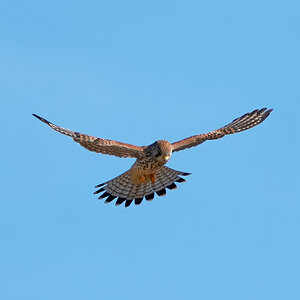 kestrel 2025 282.jpg