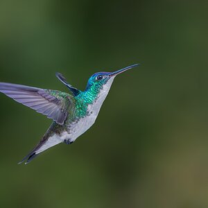 Andean-Emerald_DSC2954-Edit.jpg