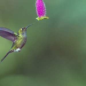 Booted-Racket-tail_DSC8510-Edit.jpg