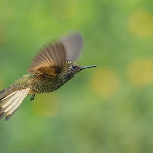 Buff-tailed-Coronet_DSC5294-Edit.jpg