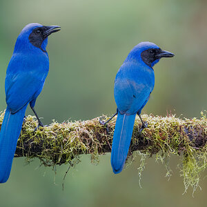 -Black-collared-Jay_DSC7212-Edit.jpg