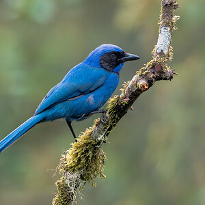 -Black-collared-Jay_DSC7253-Edit.jpg