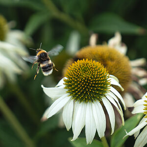 bee and purity coneflower-3.jpg